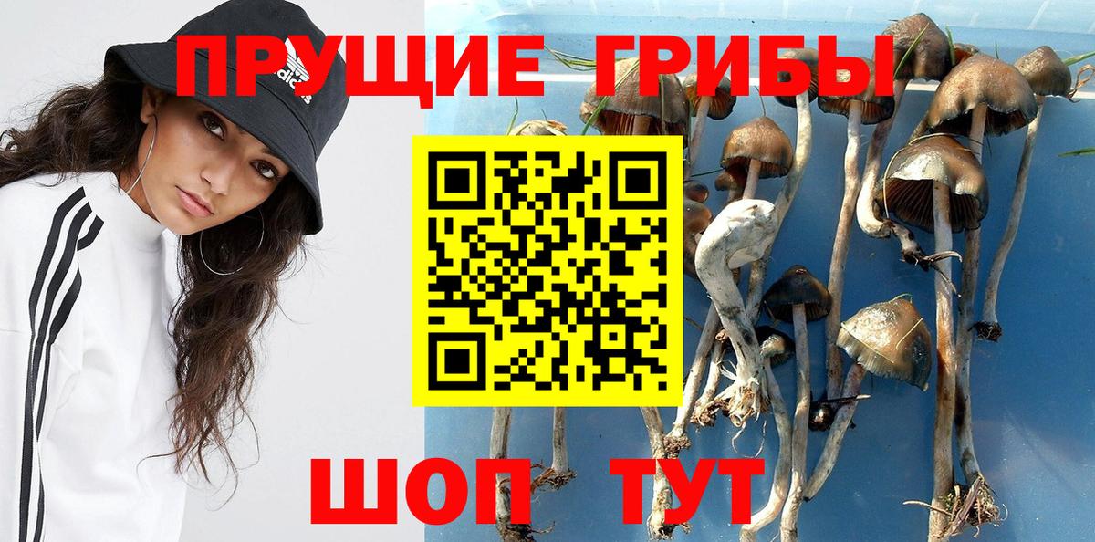 Апшеронск  Псилоцибиновые грибы Psilocybine cubensis  Вход с VPN  Галлюциногенные грибы Cubensis 